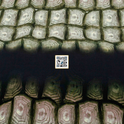 حرير ستان مموج مشجر - ٤ الوان - #٧٥ قماش نسائي خفيف  (لون #2)